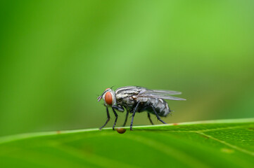 macro flies on leaves in nature