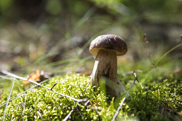 Boletus edulis - an edible fungus grows among the trees in the moss. The boletus has a brown head and a white leg.
