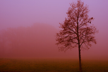 Fototapeta na wymiar An almost bare tree in front of a foggy forest.