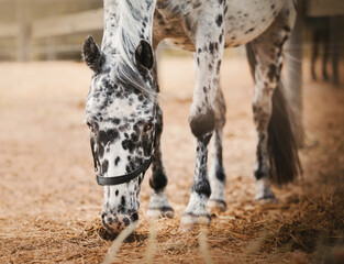 A beautiful dappled gray horse is grazing in a paddock on a farm, eating dry hay. Agricultural...
