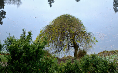 There is an overhanging umbrella-shaped tree on the shore of the lake. overhanging branches hang...