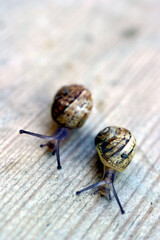 Two baby snails side by side on a textured wood