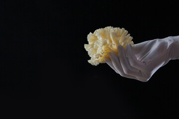 Fototapeta na wymiar A hand in a white glove holds tete de moine cheese. The cheese is cut into thin shavings. Photo on a black background.With copy space