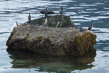 Cormorants on a stone near Bolungarvik, Iceland, Europe
