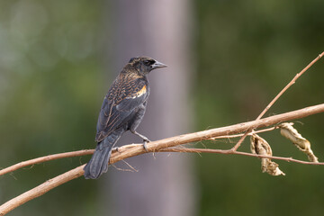 A red-winged blackbird (Agelaius phoeniceus) perched on a bare branch in St. Augustine, Florida. 
