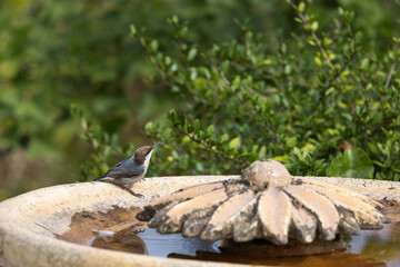 Naklejka na ściany i meble A brown-headed nuthatch (Sitta pusilla) drinking water from a bird bath in St. Augustine, Florida. 
