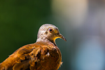 pigeon on the wall columbina columbinae