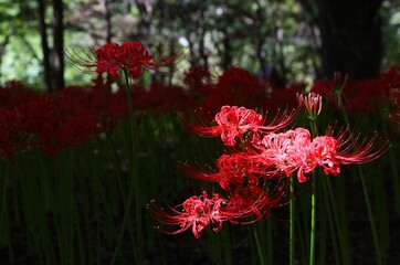 red flowers in the garden