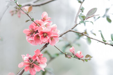 pink cherry blossom