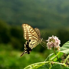butterfly on a flower