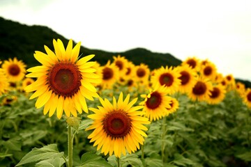 field of sunflowers