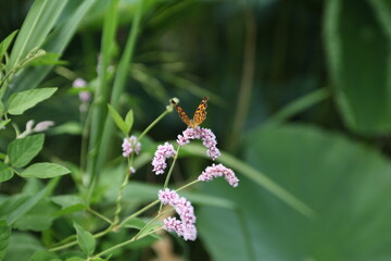 butterfly on a flower
