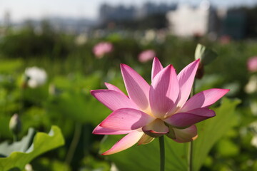 Fototapeta premium pink lotus flower