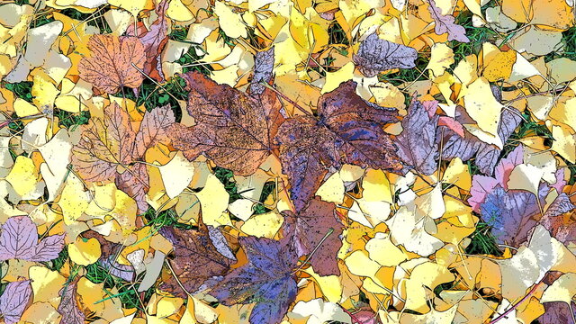  Ginkgo biloba leaves and maple leaves lying on the ground. Yellow, brown and burgundy foliage. Ginkgo and maple. Autumn in the city park or forest. Colorful background on the theme of Indian summer