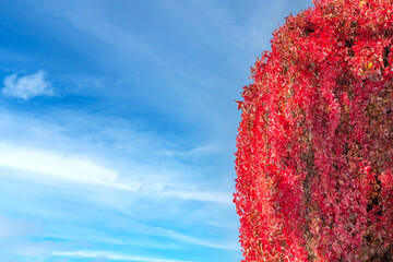 Obraz na płótnie Canvas Vibrant red maple against the cloudy blue sky