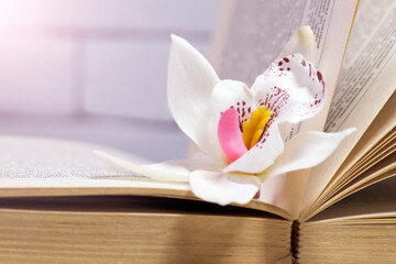 White orchid and book so close