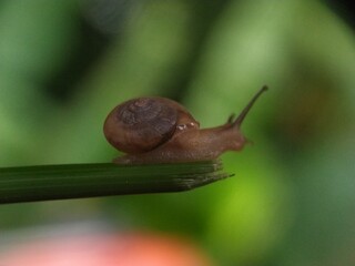snail on a leaf