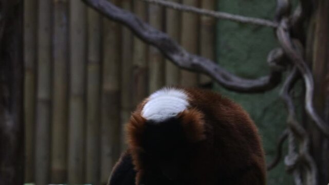 Close-up on a lemur. Eats vegetables and fruits