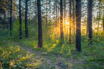 Fototapety na wymiar - Fototapeta24.pl