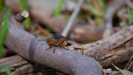 a side view of a fly