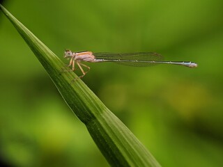 dragonfly on a leaf