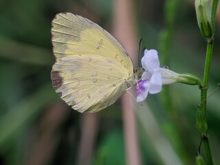 butterfly on a flower