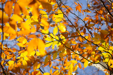 autumn leaves against sky