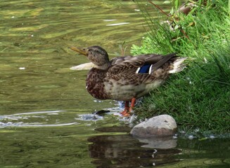 female duck drinking at the water