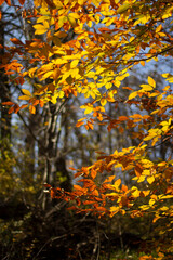 autumn leaves in the forest
