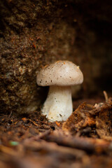 mushrooms in the moss