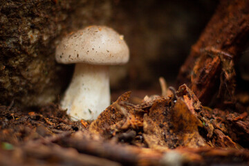mushroom in the forest