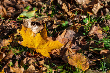 Fallen yellow leaf blade of a maple up of brown leaves and green grass at sunny autumn day. The background of dry yellow and brown autumn leaves. Beautiful golden Acer leave down on ground at fall. 