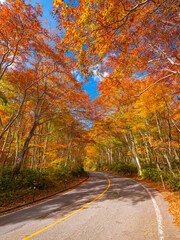 【鳥取県 大山】赤く紅葉した秋の車道　ドライブ	 - obrazy, fototapety, plakaty