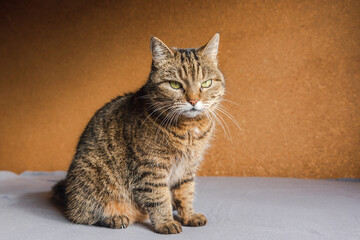 Funny portrait arrogant short-haired domestic tabby cat posing on dark brown background. Little...