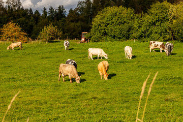 Fototapeta premium Nine different colors of cows eating grass at field. Cow Livestock Farm in Latvia, Europe. Cattle Cow eating grass in grassland at distant forest and red tractor. Herd of cows on pasture.