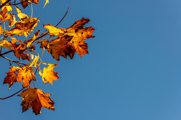 Yellow maple leaves at blue sky background. Autumn orange leaves on branch. Beautiful autumn wallpaper with negative space at right. Beautiful golden autumn Acer leaves against blue sky. 