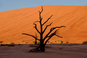 silhouette of tree in desert