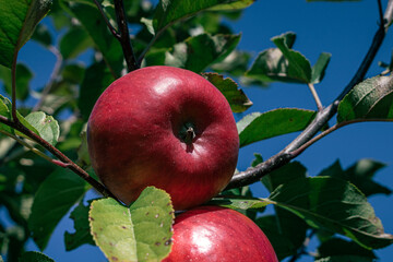 red apples on a branch. apple on the tree. apple on a branch among the green leaves. agriculture in autumn. harvesting apples. apples in the garden. apple on a branch close-up