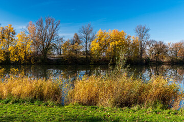 Autumn scenery with reeds, pond, colorful trees and blue sky