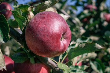 red apples on a branch. apple on the tree. apple on a branch among the green leaves. agriculture in autumn. harvesting apples. apples in the garden. apple on a branch close-up