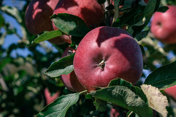 red apples on a branch. apple on the tree. apple on a branch among the green leaves. agriculture in autumn. harvesting apples. apples in the garden. apple on a branch close-up