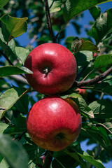 red apples on a branch. apple on the tree. apple on a branch among the green leaves. agriculture in autumn. harvesting apples. apples in the garden. apple on a branch close-up