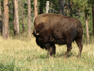 North American Bison 