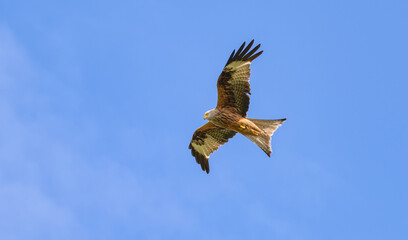 Red kite, Milvus milvus, flying in clear blue sky and looking down for prey, a bird of prey in the family Accipitridae, Rhineland, Germany © kathomenden