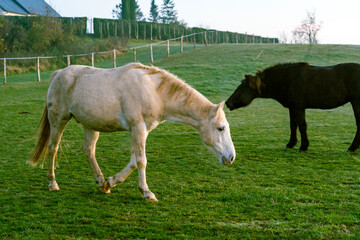 Naklejka na ściany i meble Horses in the pasture in France