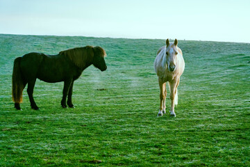 Horses in the pasture in France