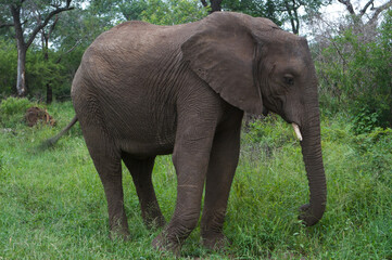 Fototapeta na wymiar Elephant in the wild