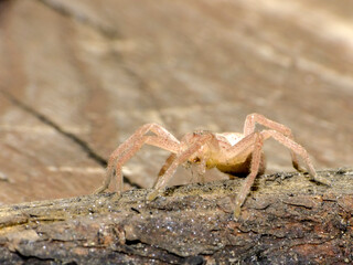 Albino spider on an old stump.