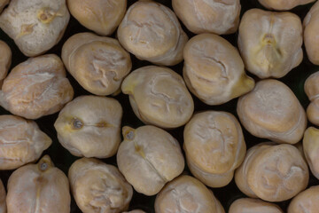 Close-up of dried chickpea (hummus) fruit, healthy food concept and traditional jewish cuisine