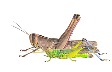 Fototapeten grasshopper isolated on white background © evegenesis
